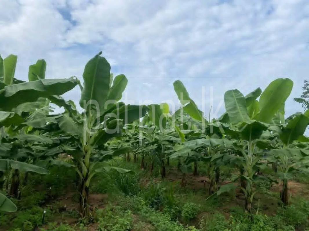 Agricultural Land for Sale in Katunayake