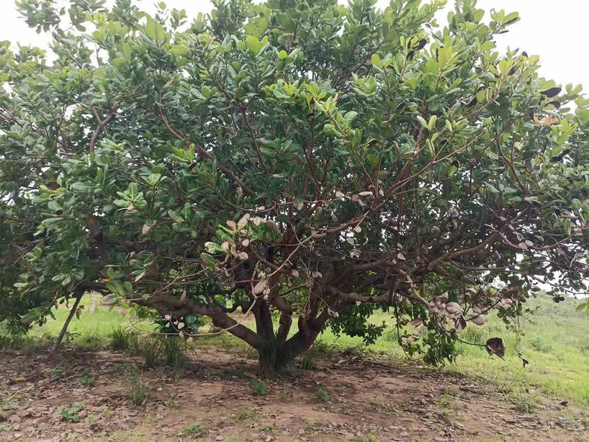 Agricultural Land for Sale in Puttalam