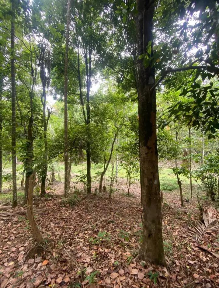 Agricultural Land for Sale in Pujapitiya