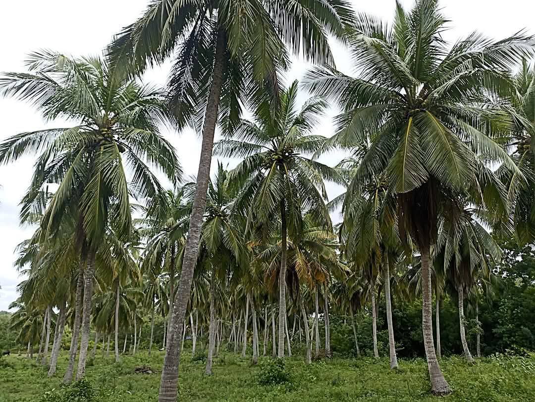 Agricultural Land for Sale in Puttalam