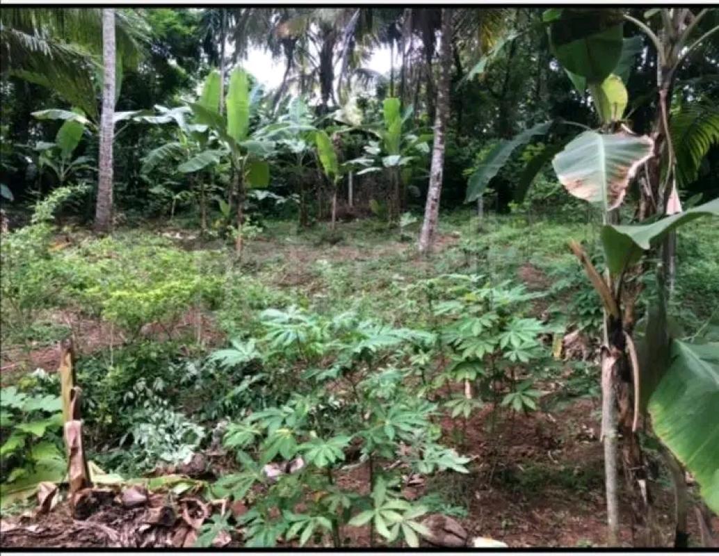 Agricultural Land for Sale in Ridigama