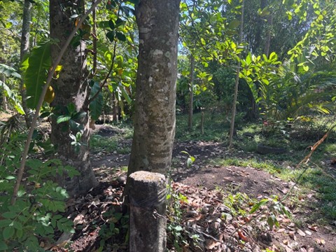 Residential Land for Sale in Piliyandala