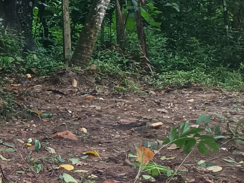 Residential Land for Sale in Kirillawala