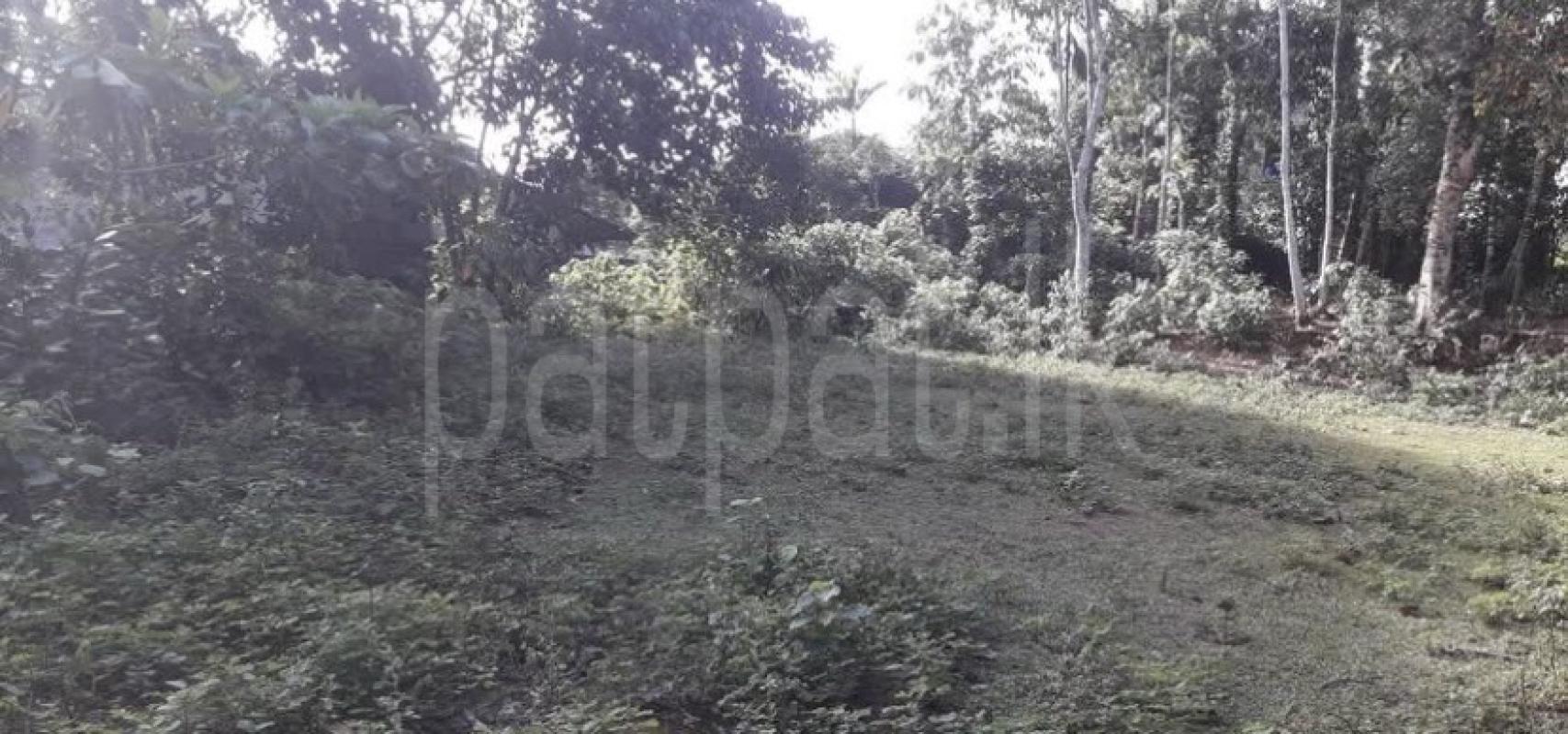 premium-listing-image