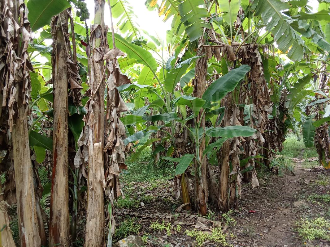 Commercial Land for Sale in Monaragala