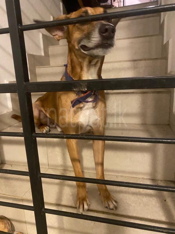 Advertisement image 2