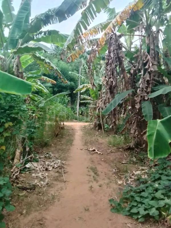 Agricultural Land for Sale in Eppawala