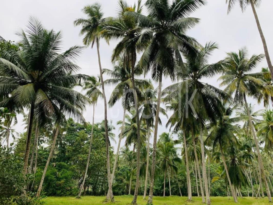 Agricultural Land for Sale in Gampaha