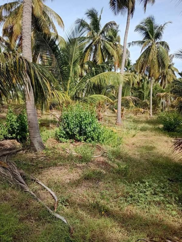 Agricultural Land for Sale in Puttalam