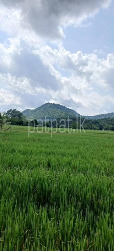 Agricultural Land for Sale in Kataragama