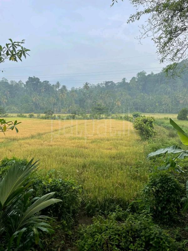 Agricultural Land for Sale in Ahangama ads-image-1