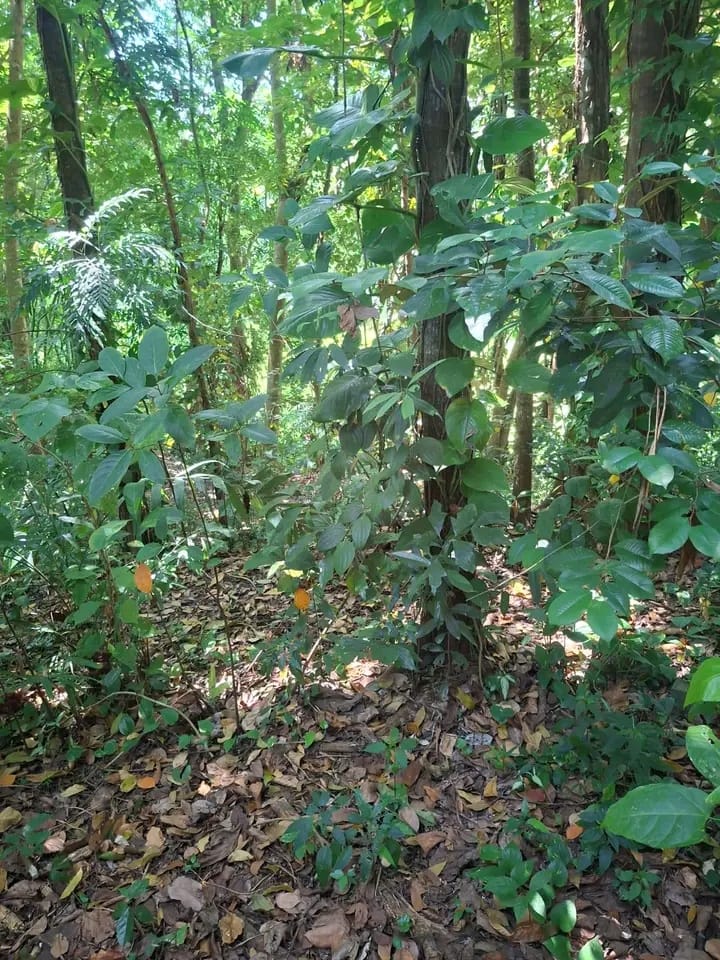 Commercial Land for Sale in Kundasale