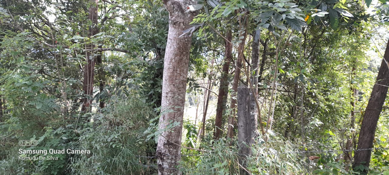 Commercial Land for Sale in Belihuloya