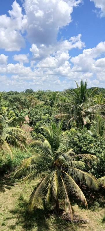 Commercial Land for Sale in Sella Kataragama