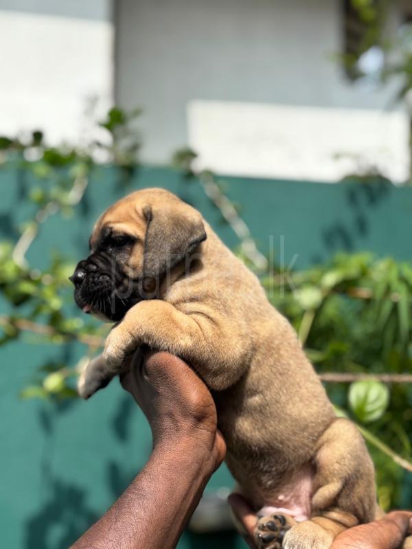 Advertisement image 2