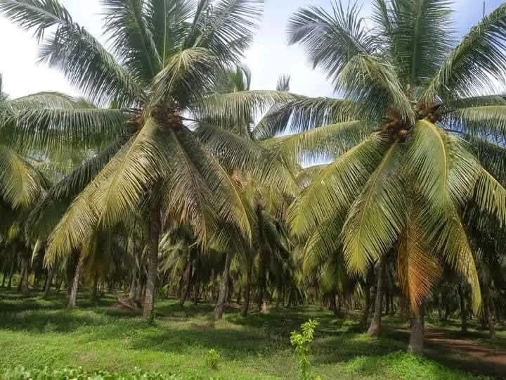 Agricultural Land for Sale in Puttalam