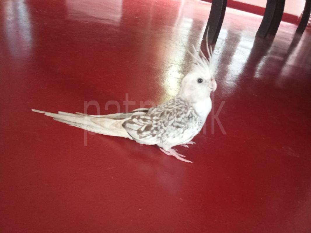 Advertisement image 3