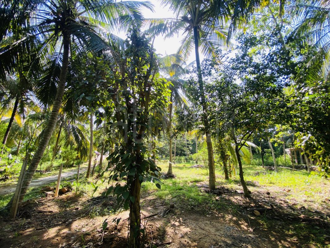 Commercial Land for Sale in Pallebedda