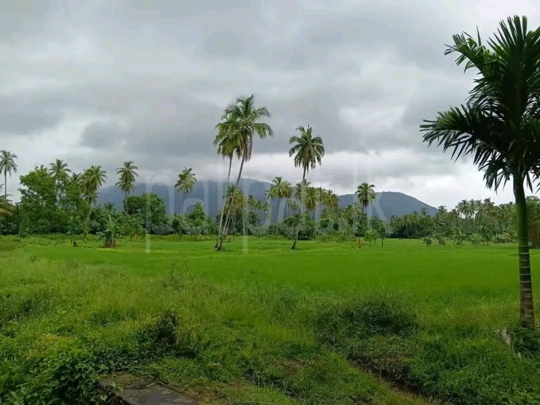 Agricultural Land for Sale in Maho