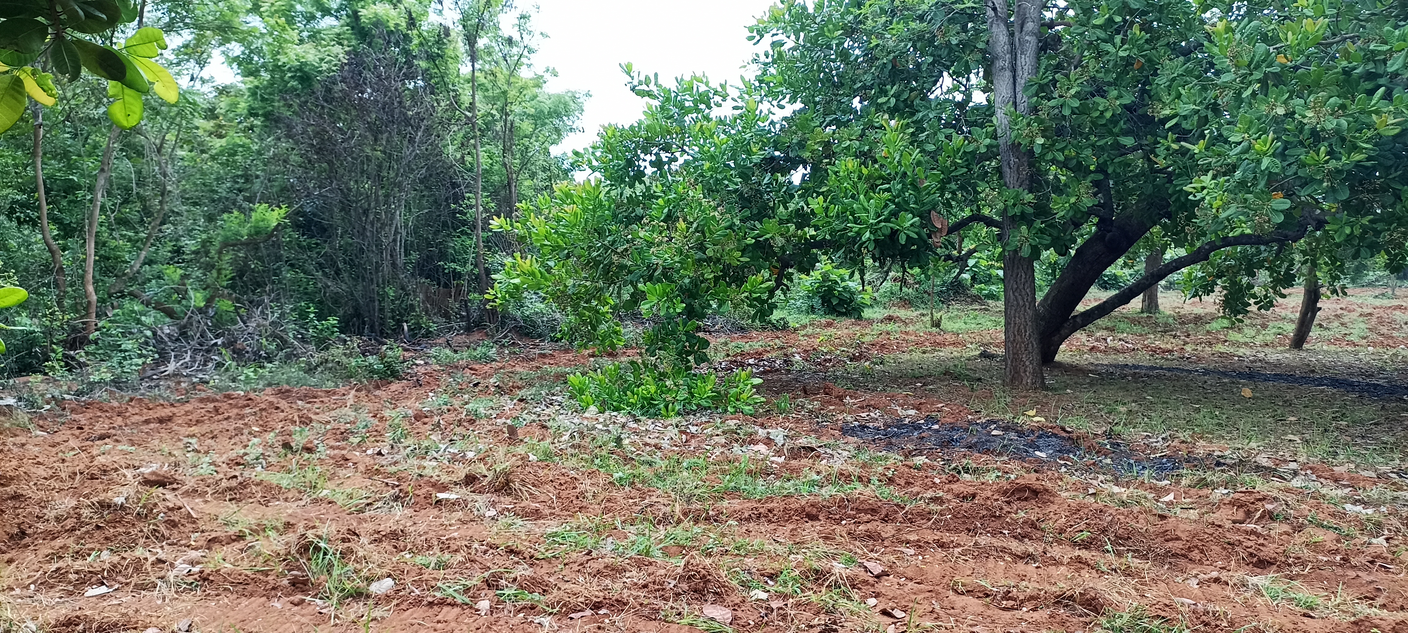 Agricultural Land for Sale in Puttalam
