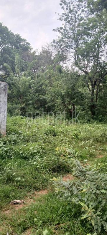 Residential Land for Sale in Kataragama