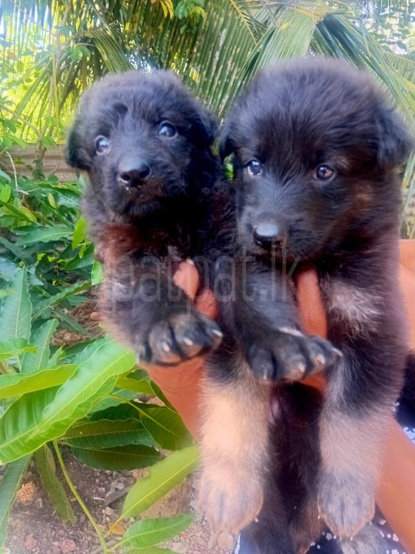 Lion  Shepherd බලු පැටව් විකිනීමට ඇත