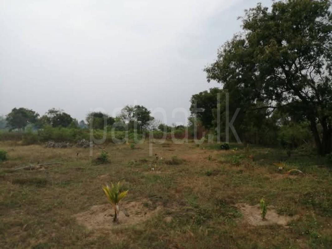 Agricultural Land for Sale in Pottuvil ads-image-1