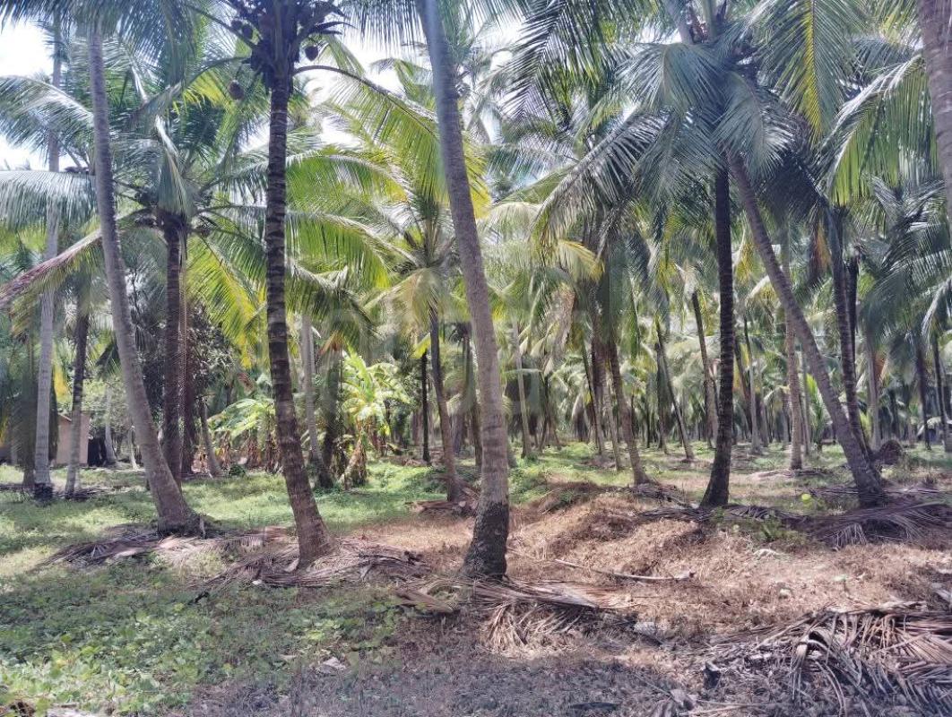 Agricultural Land for Sale in Nikaweratiya