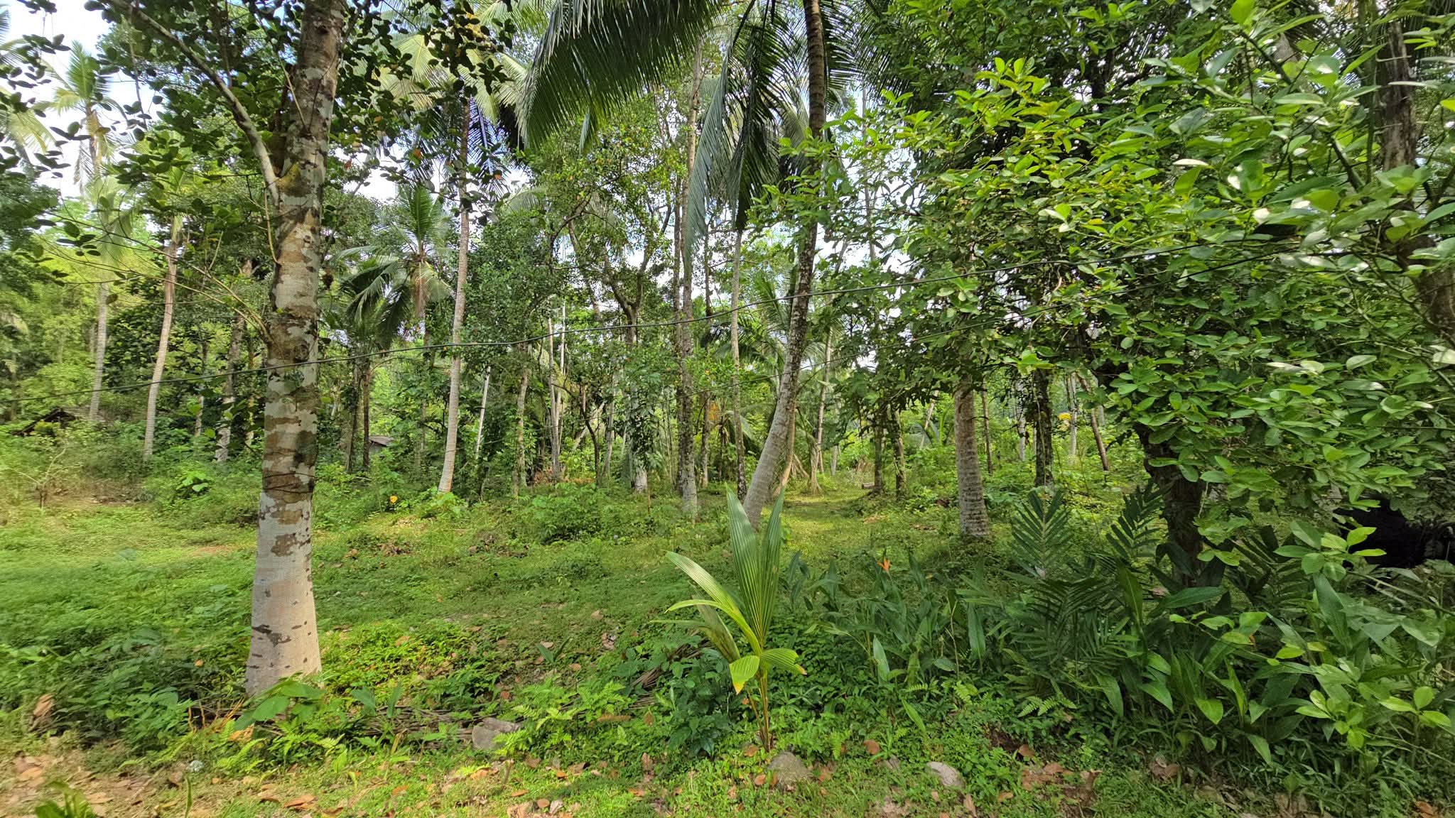 Commercial Land for Sale in Unawatuna