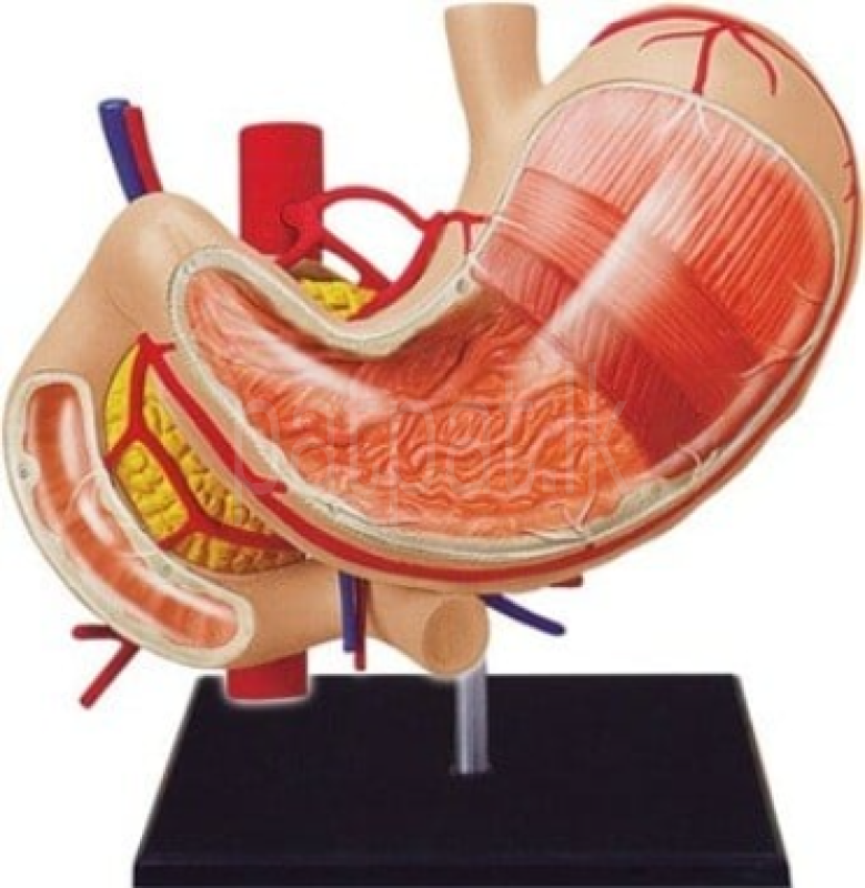 4D Stomach Model A458 ads-image-1