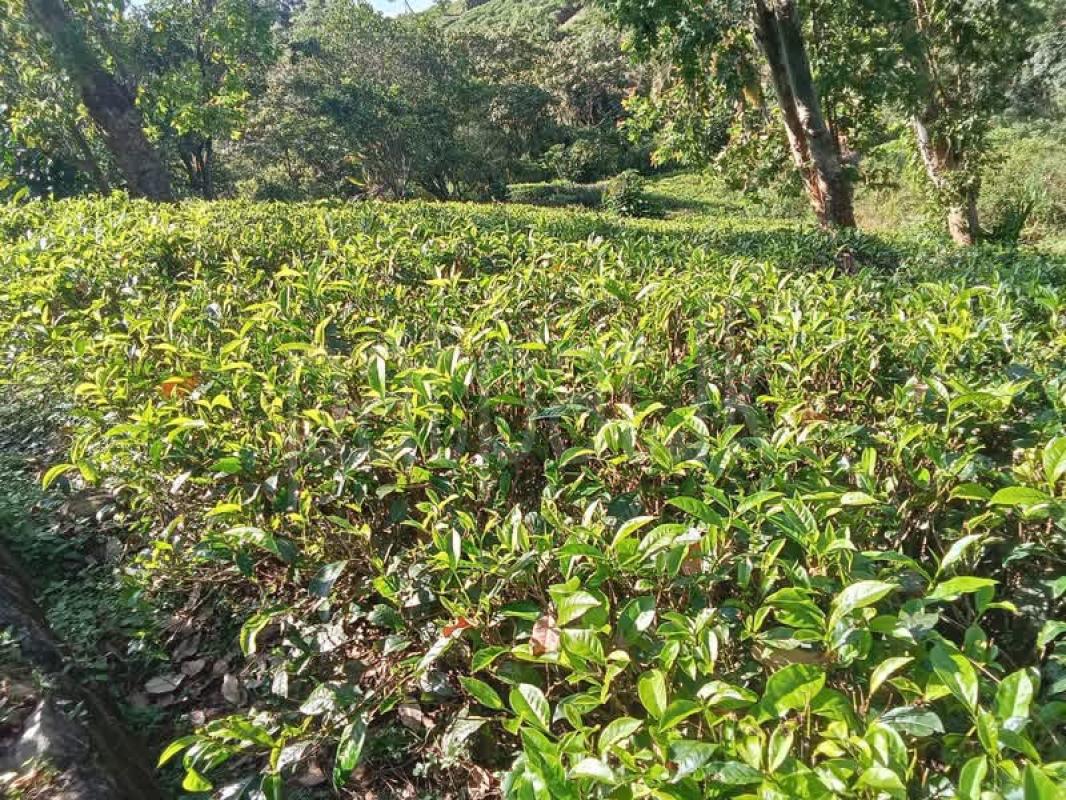 Agricultural Land for Sale in Deniyaya