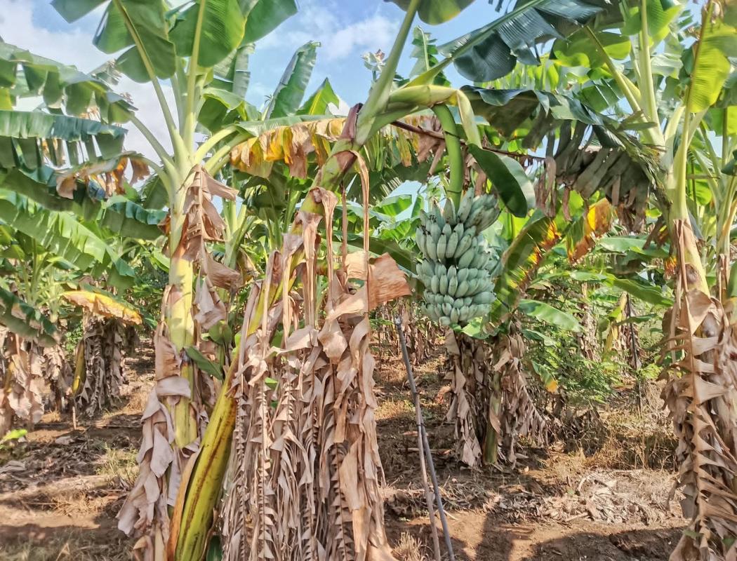 Agricultural Land for Sale in Katunayake