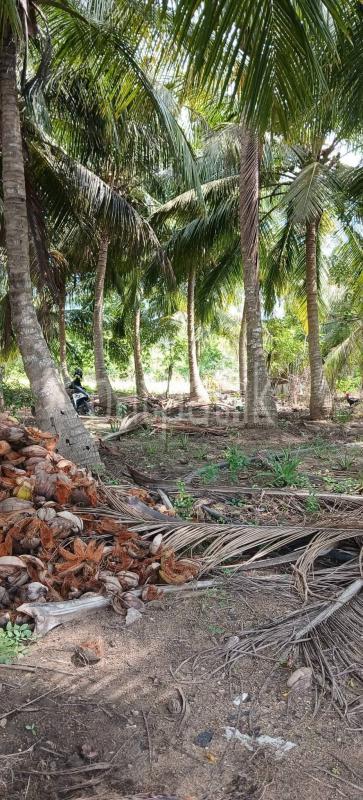 Agricultural Land for Sale in Kataragama