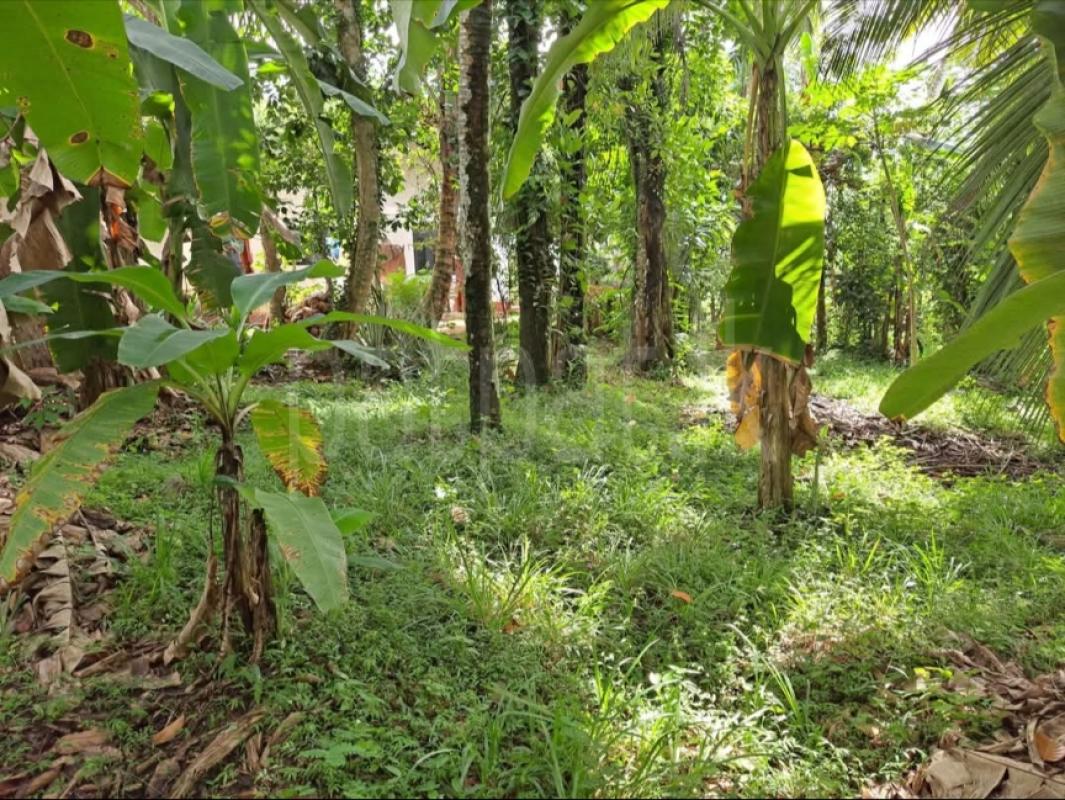 premium-listing-image