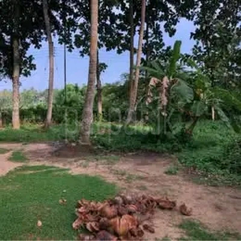 Agricultural Land for Sale in Ridigama