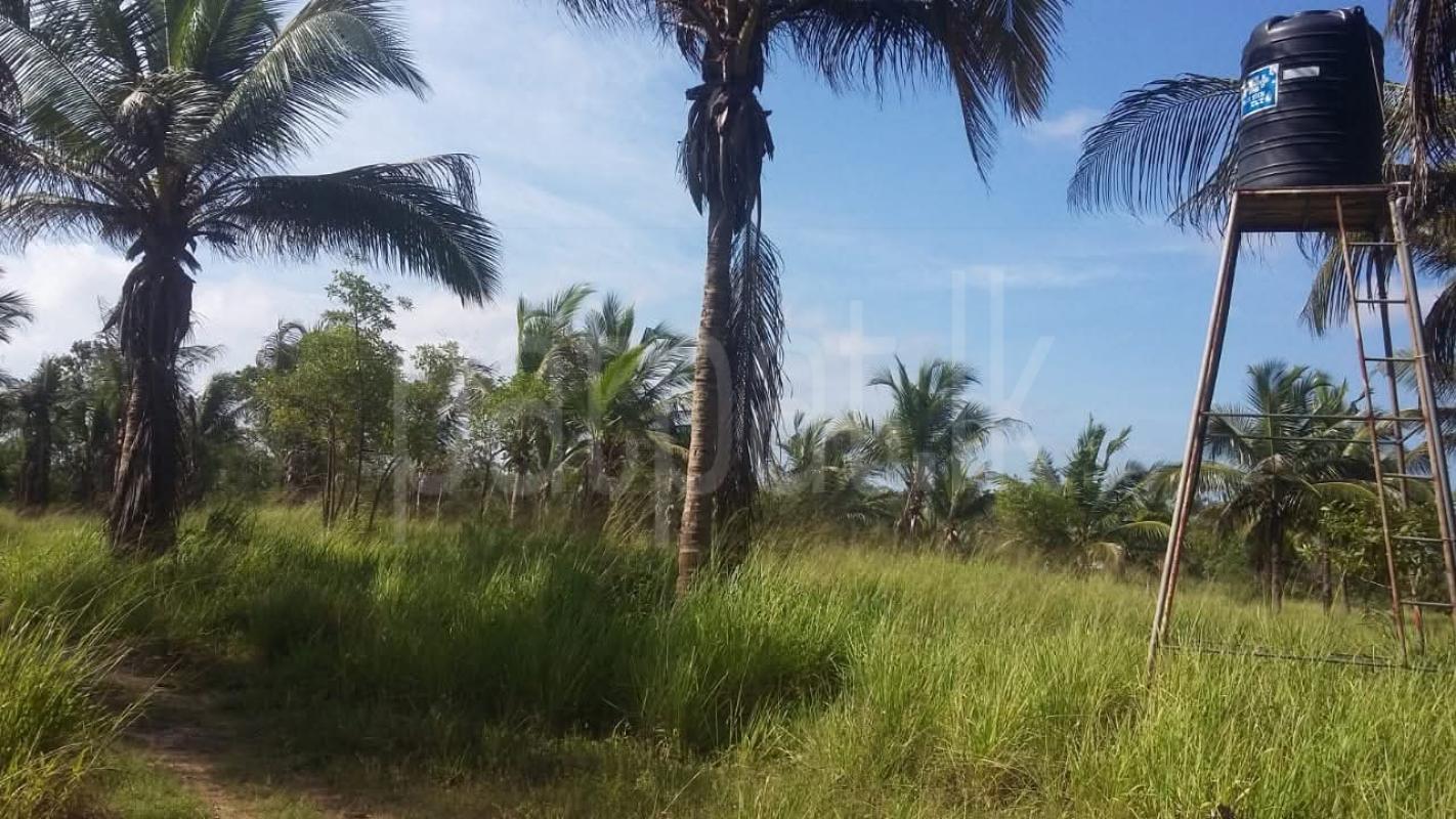 Agricultural Land for Sale in Puttalam