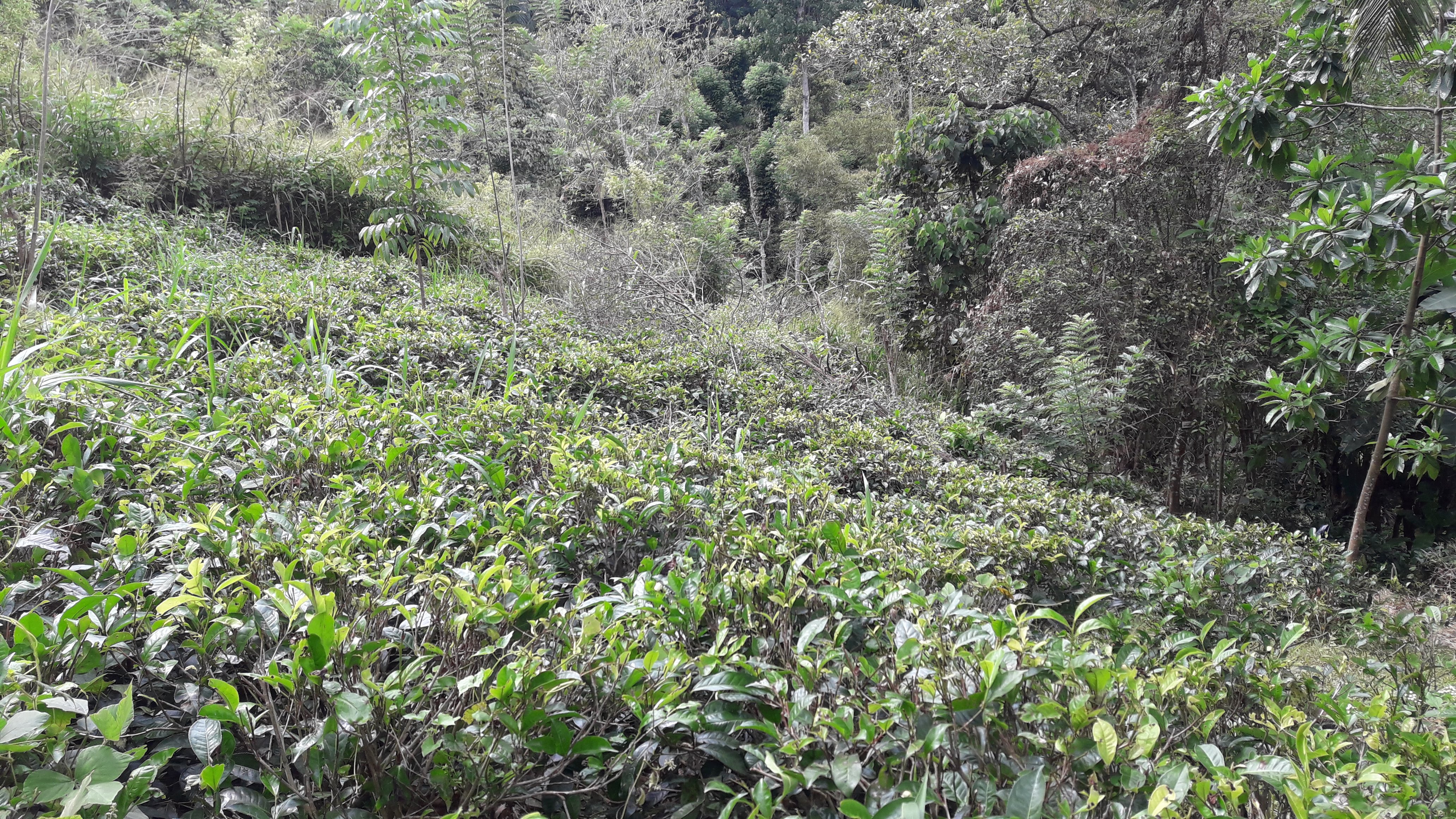 Agricultural Land for Sale in Gampola