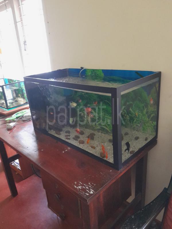 Fish tank
