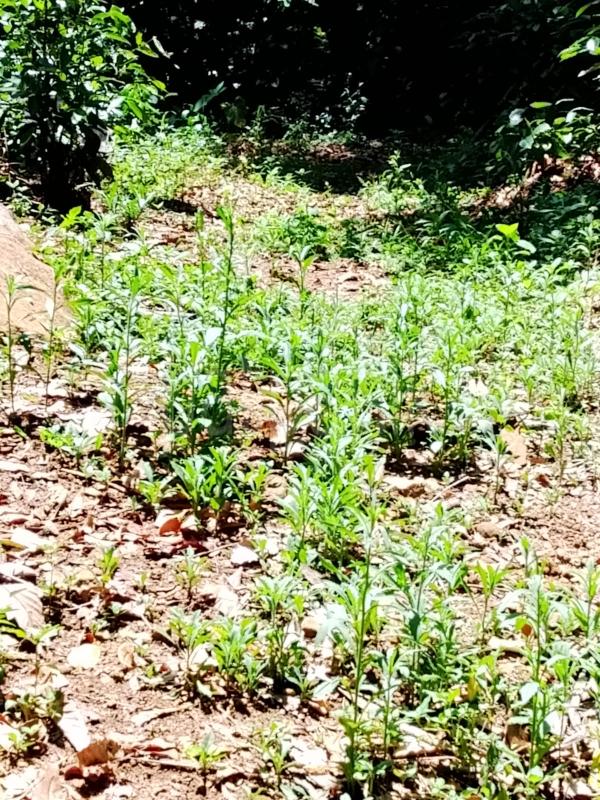 Residential Land for Sale in Kandy