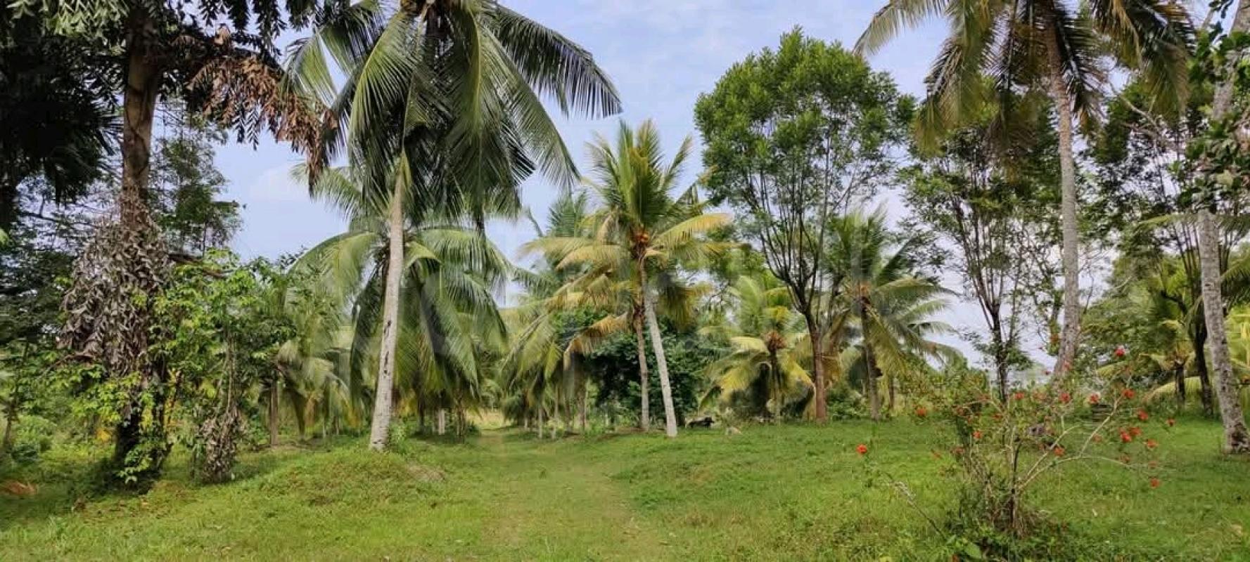 Residential Land for Sale in Panadura ads-image-1