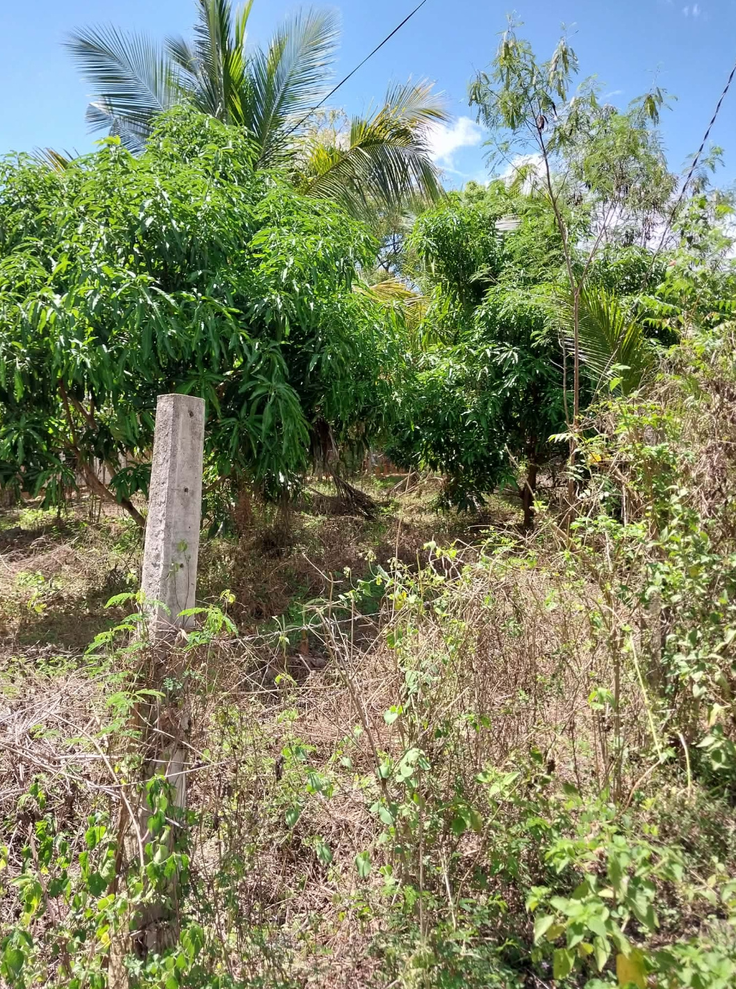 Agricultural Land for Sale in Tissamaharama