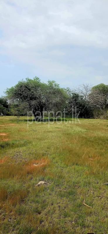 Residential Land for Sale in Kataragama