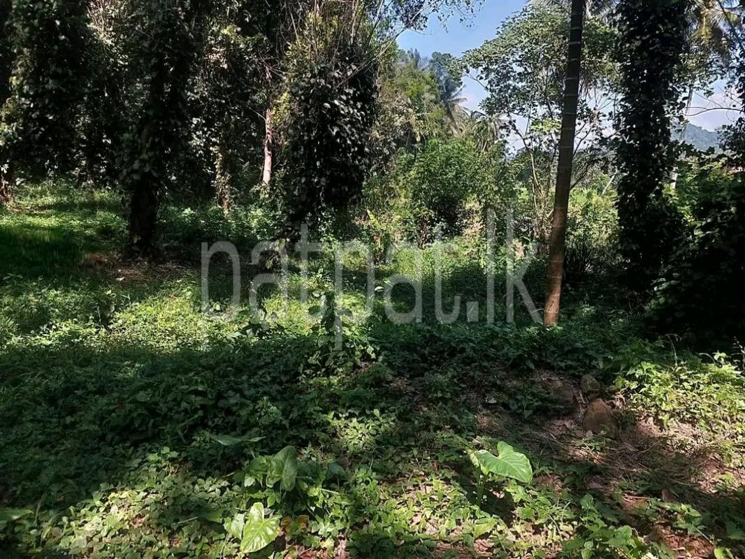 Agricultural Land for Sale in Alawwa