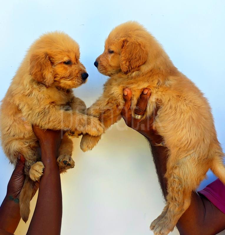 Golden Retriever Puppies