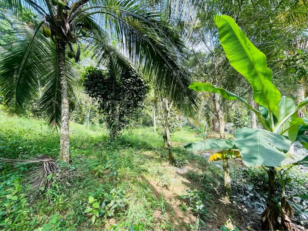 Agricultural Land for Sale in Maho