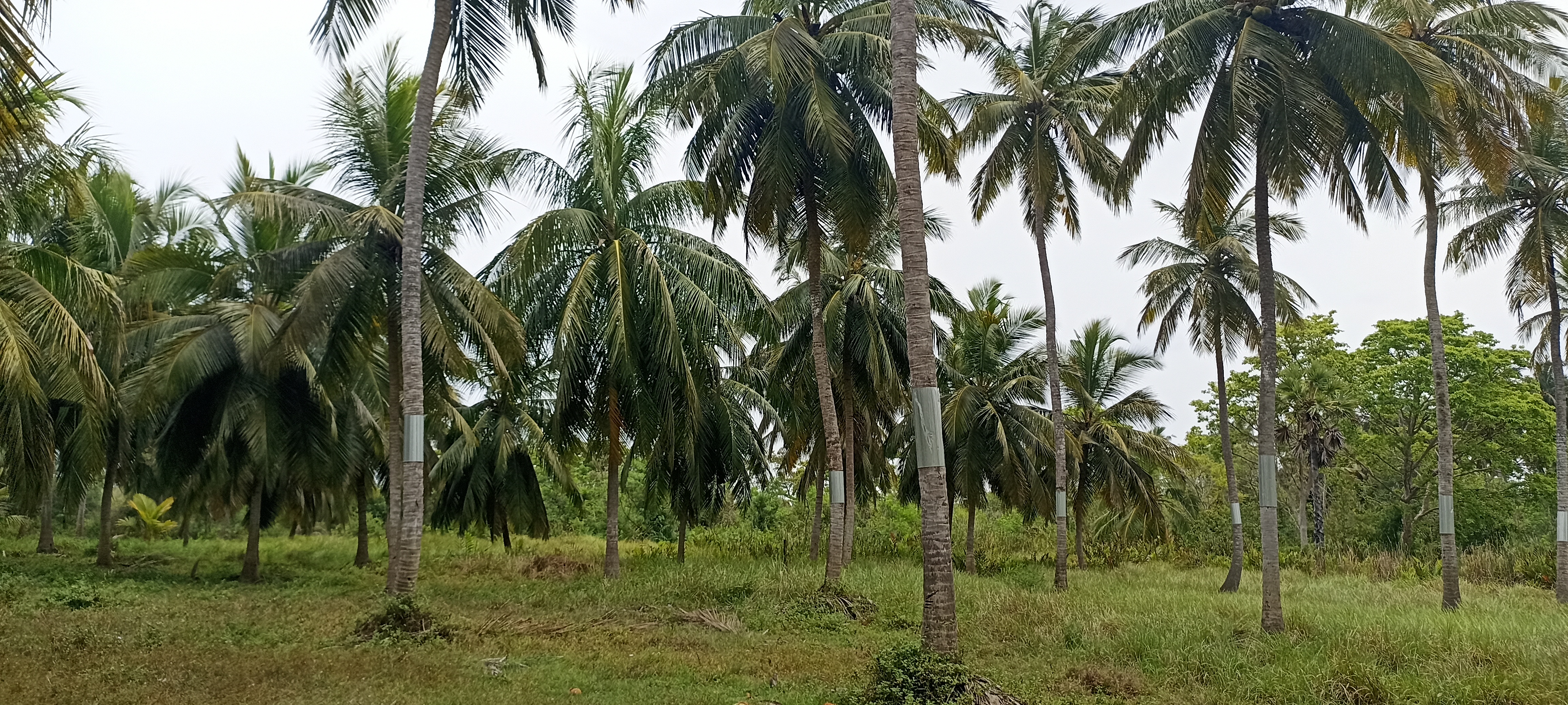 Agricultural Land for Sale in Puttalam