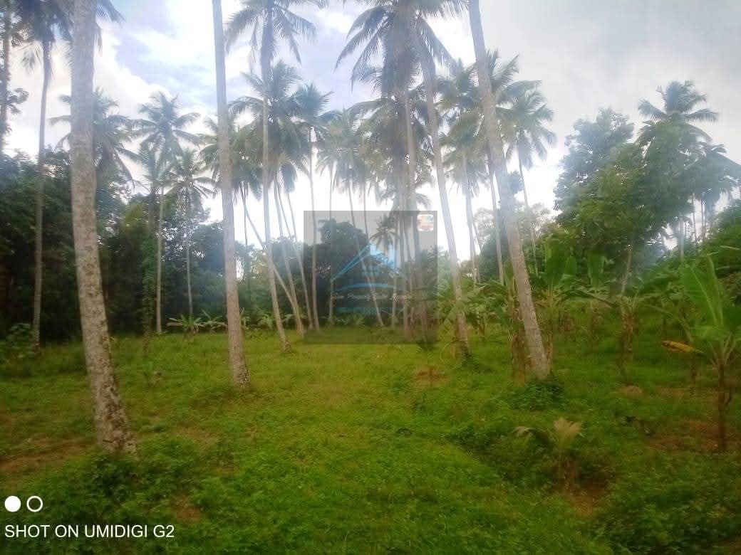 Agricultural Land for Sale in Divulapitiya