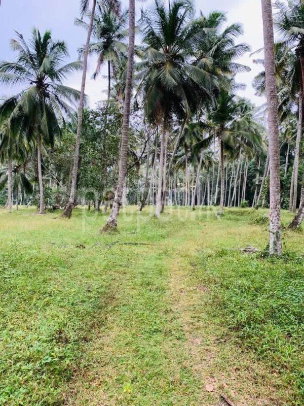 Agricultural Land for Sale in Gampaha