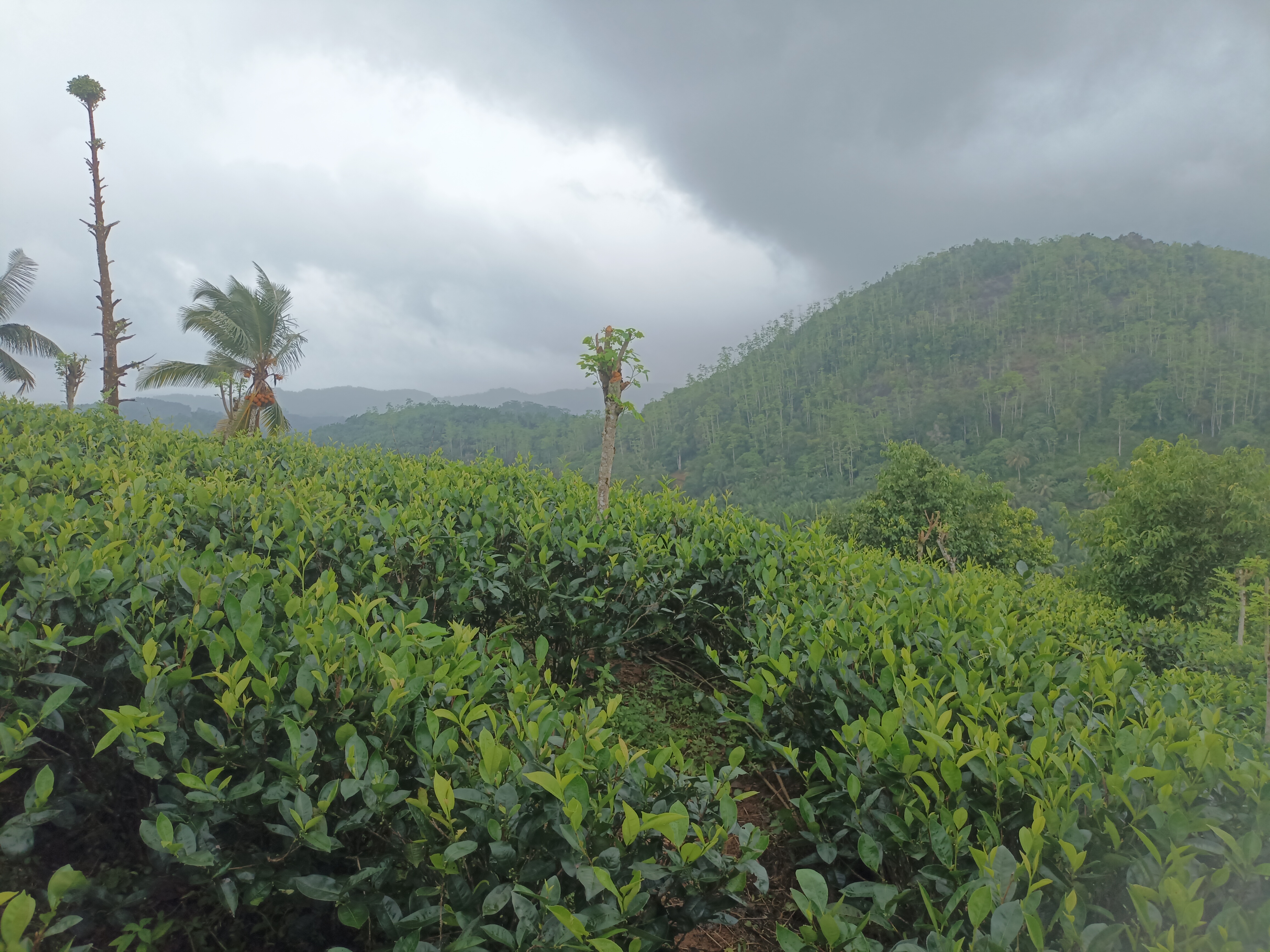 Agricultural Land for Sale in Udugama