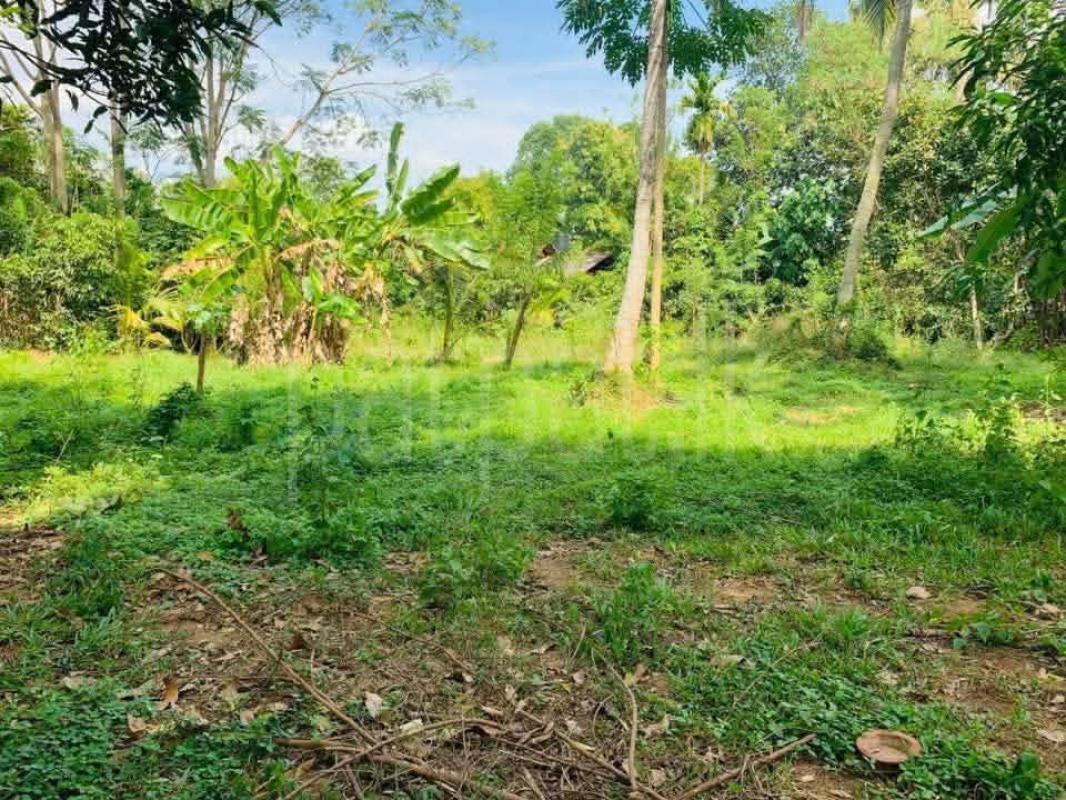 Agricultural Land for Sale in Embilipitiya